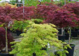 gli aceri tante varietà e tanti colori