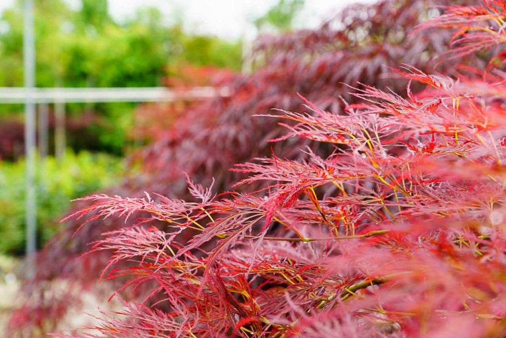 Piante da giardino e esterno | Garden Roagna Vivai - Cuneo