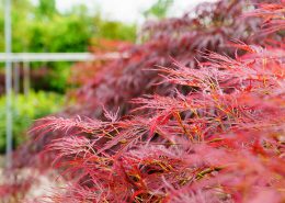 la scelta di un acero per il tuo giardino