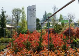 le piante ideali per le siepi da giardino