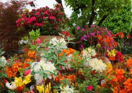 le piante da giardino non sono solo verdi