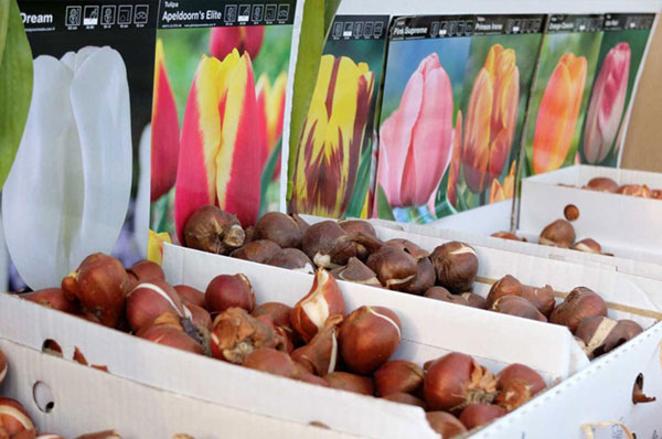 grandi varietà di bulbi per le fioriture primaverili e autunnali