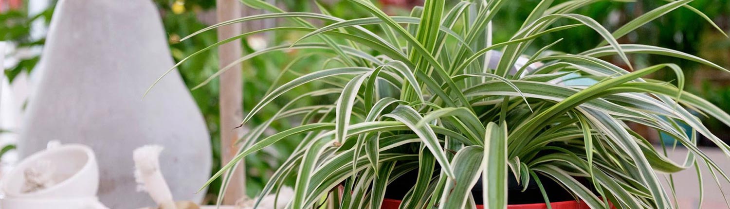 piante verdi e fiorite da interno