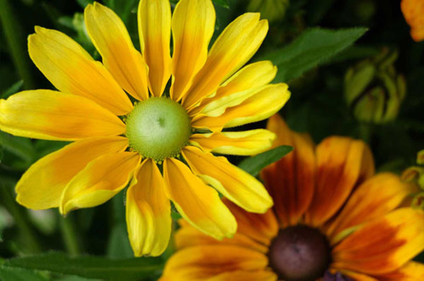 fiori per il terrazzo o il giardino