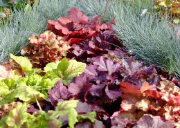 heuchera in varietà