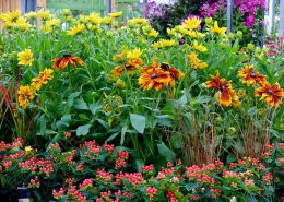 fiori da vaso o piena terra