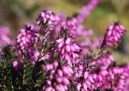 fiori di erica