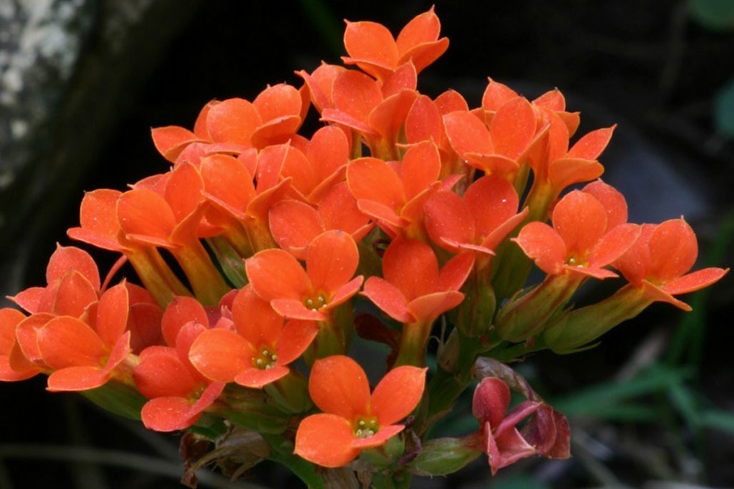 Kalanchoe manutenzione e cura