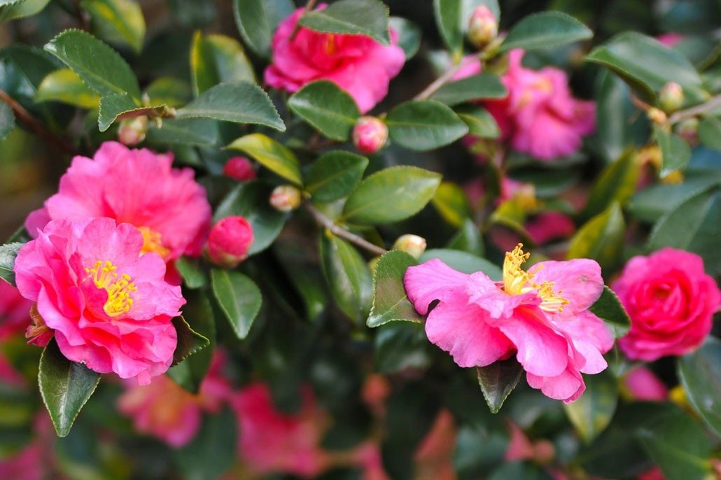 La camelia sasanqua è anche detta camelia invernale percheè fiorisce con la stagione fredda