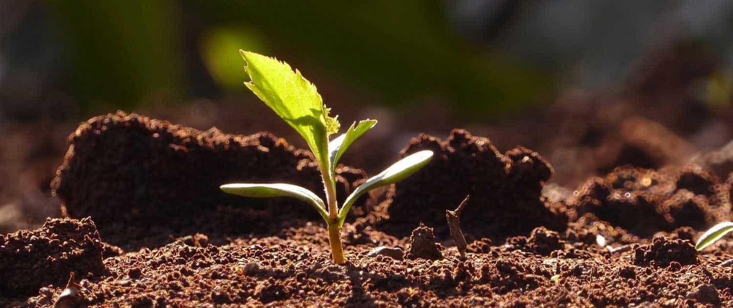 Presso il nostro garden troverete dal seme alla pianta ad alto fusto