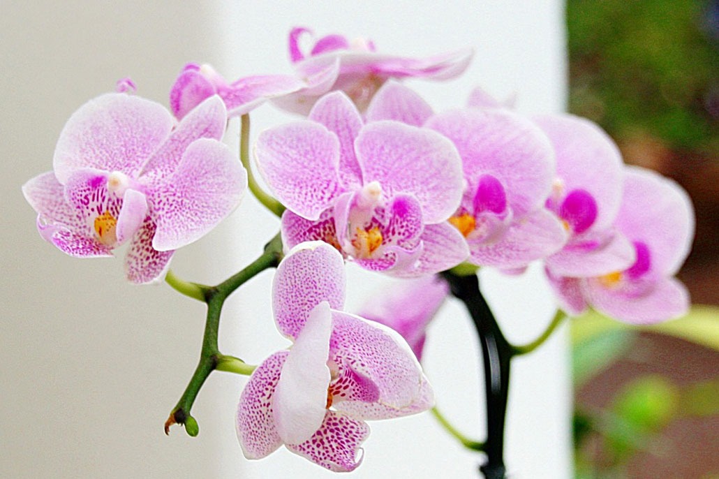 come curare le orchidee