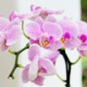 come curare le orchidee