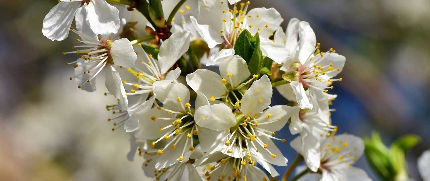 fioritura primaverile pianta da frutta