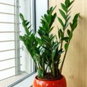 Zamioculcas: pianta e sua cura