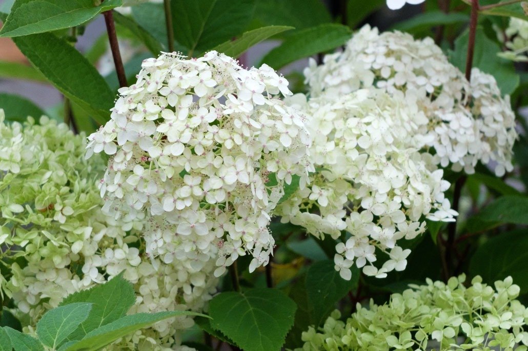 Fiori di Ortensia Paniculata