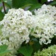 Fiori di Ortensia Paniculata