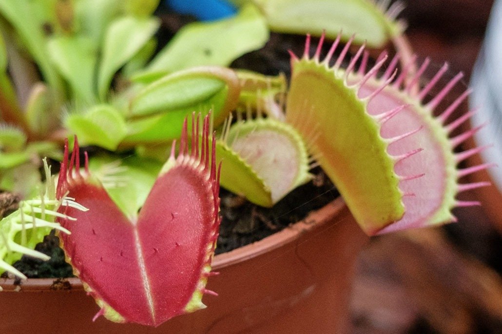 Dionaea una delle più comuni piante carnivore