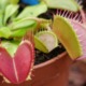 Dionaea una delle più comuni piante carnivore