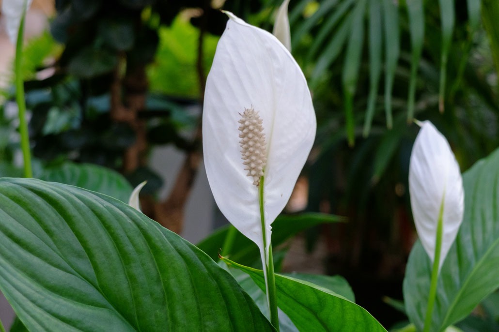 Fiore di Spatifillo