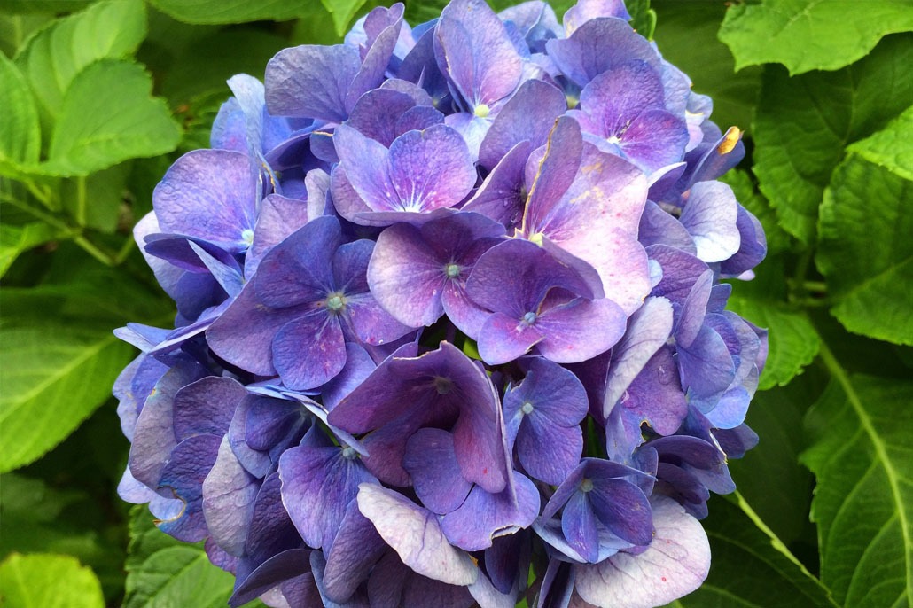 Come avere ortensie bellissime