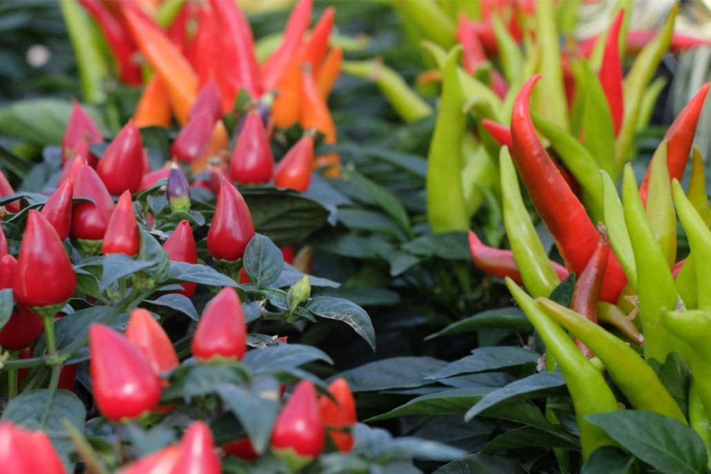 Il capsicum annuum o peperoncino ornamentale