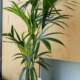 Kenzia o Kentia la palma sempreverde da appartamento