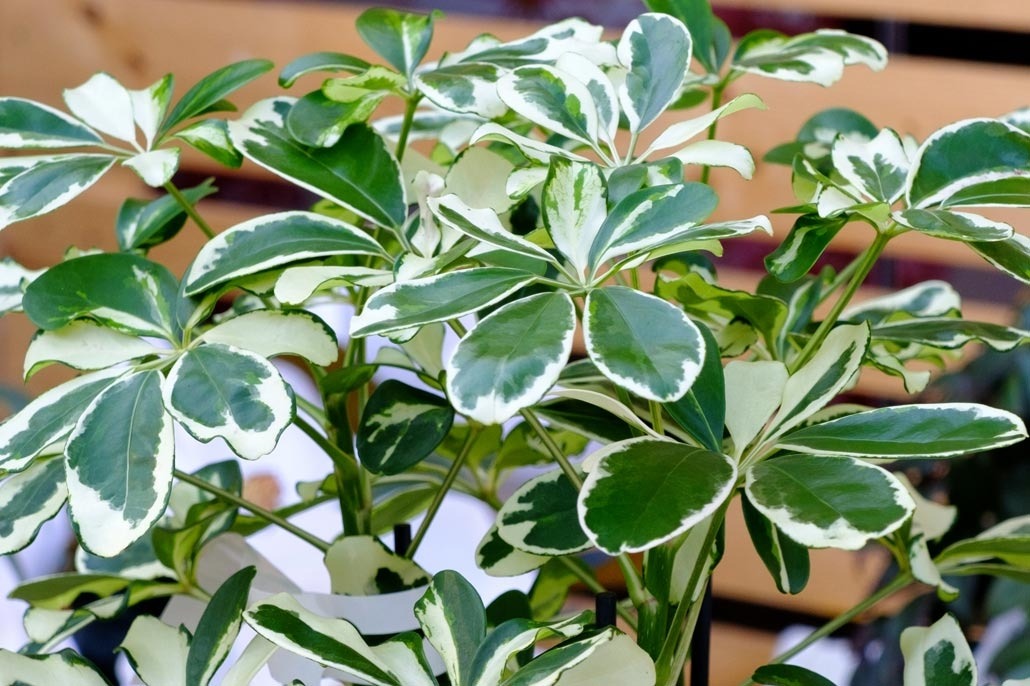 Schefflera consigli coltivazione e cura