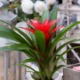 Le bromelie fanno parte della famiglia delle Bromeliacee