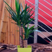 Yucca pianta da appartamento