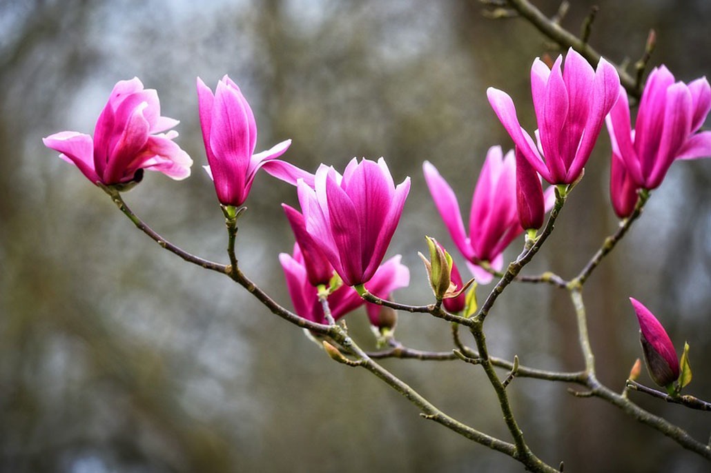 Magnolia da Fiore