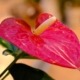 Anthurium detto anche Anturio