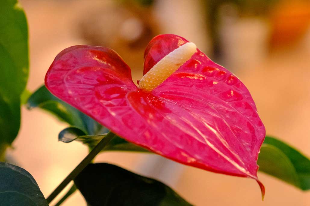 Anthurium Cura E Coltivazione Garden Roagna Vivai Cuneo