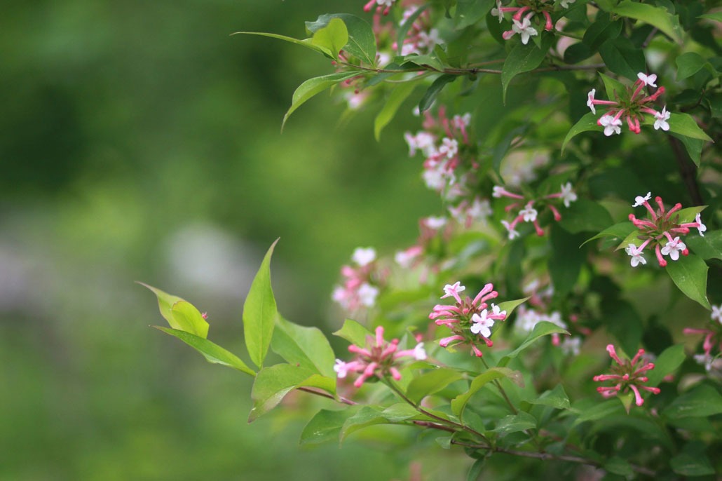 Pianta di abelia in fioritura