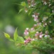 Pianta di abelia in fioritura