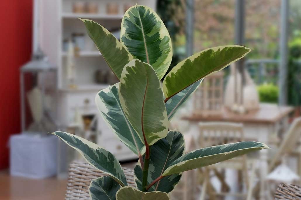 Ficus robusta: coltivazione e cure
