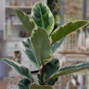 Ficus robusta: coltivazione e cure