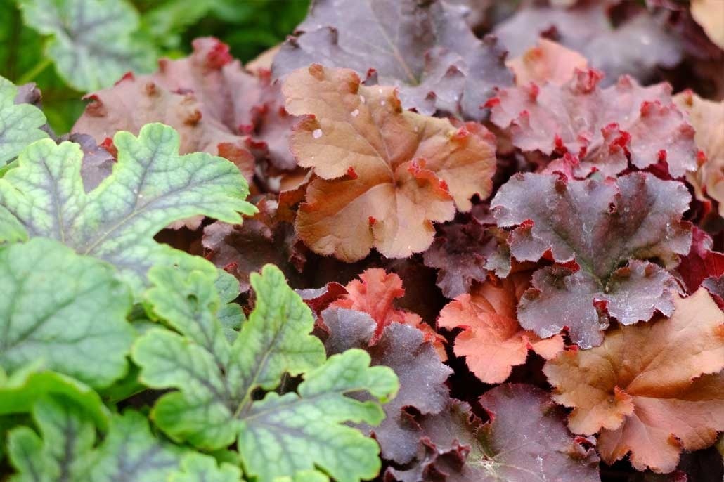 L' heuchera è una pianta perenne particolarmente apprezzata per le sue grandi foglie decorative, molto colorate e persistenti.