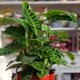 Calathea