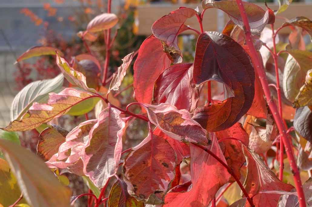 Cornus Alba Baton Rouge