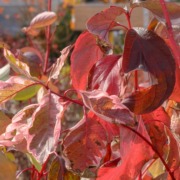 Cornus Alba Baton Rouge