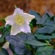 Helleborus – Elleboro o semplicemente rosa di natale