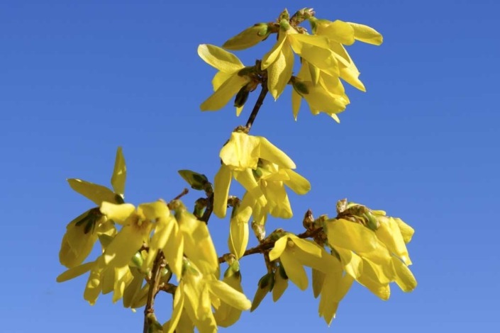 Forsizia (Forsythia): Consigli, Coltivazione e Cura