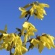 Forsizia (Forsythia): Consigli, Coltivazione e Cura