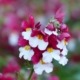 la Nemesia è perfetta se piantumata in vaso oppure per arricchire aiuole e bordure