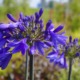 vendita Agapanthus a Cuneo