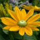 Fiori di Rudbeckia in aiuola