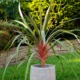 Al genere Cordyline australis o Cordilinea appartengono circa venti specie di arbusti