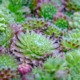 Sempervivum piante succulente