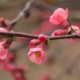 Chaenomeles detto comunemente “cotogno giapponese, cotogno da fiore” o “fior di pesco”