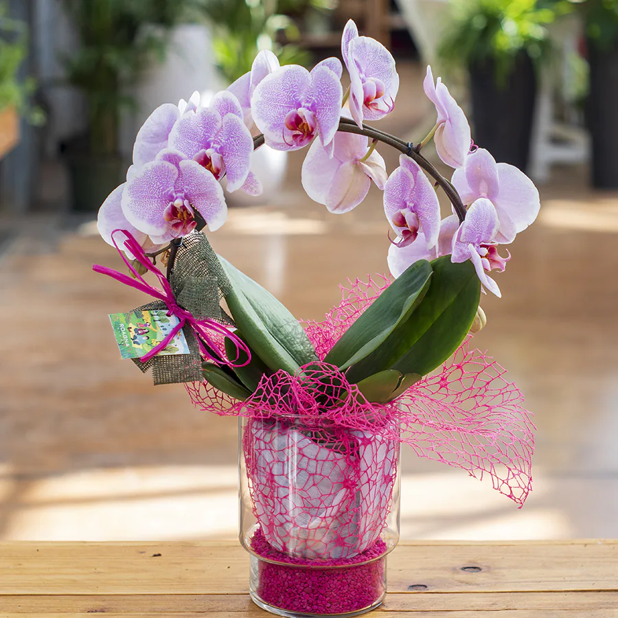 Phalaenopsis - Orchidea da regalare e spedire a domicilio